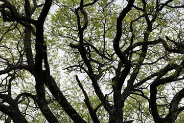 Fototapeta na wymiar 버드나무가 보이는 아름다운 봄풍경