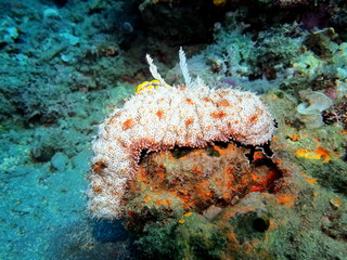 The amazing and mysterious underwater world of Indonesia, North Sulawesi, Manado, stone coral