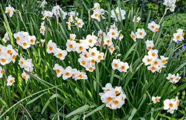 Massif de Narcisses à bouquet en fleurs