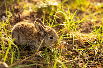 Cute little adorable gray fluffy rabbit sitting on a green grass lawn in a forest during sunset. Easter nature and animals bokeh. Copy space. Gift card
