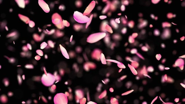 Pink Rose Petals exploding in 4K