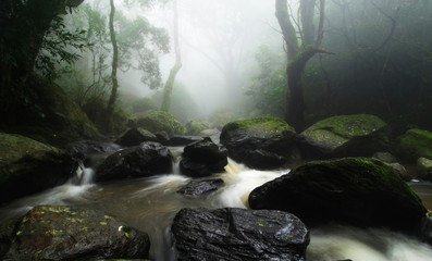 Rain Forest with river