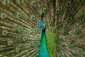 Naklejka na ściany i meble Peacock close up with open feather behind its head
