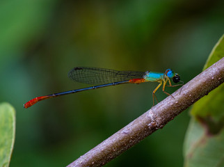 Red and blue damsel fly resting on a wood stick 