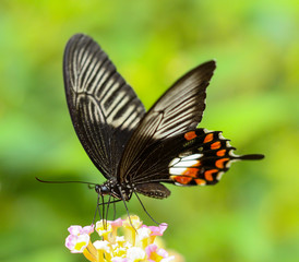 Red Spotted Admiral butterfly on top of a flower