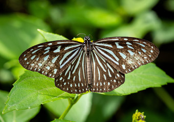 White Tiger Monarch butterfly, top view with open wings.