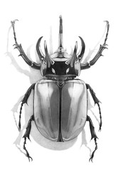Isolated pencil illustration of bug