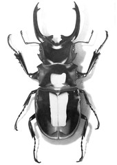 Isolated pencil illustration of bug