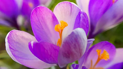 Fotobehang Krokus closeup on crocuses Vanguard in springtime  © AnnaStachowicz