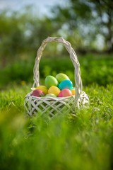 easter eggs in basket on grass field.
easter holiday background.