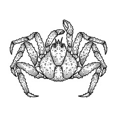 Illustration of japanese spider crab. Design element for logo, label, sign, emblem, poster.