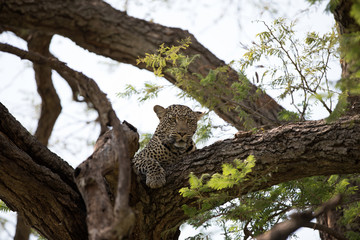 Fototapeta na wymiar A leopard (Panthera pardus) resting in the late afternoon - South Africa 