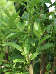 Fresh green leaves of Bitterleaf tree in the garden. Nanchao Wei is an herb tree that is native to China.