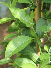 Fresh green leaves of Bitterleaf tree in the garden. Nanchao Wei is an herb tree that is native to China.