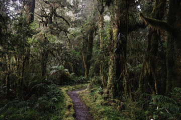 Milford Track forest, New Zealand