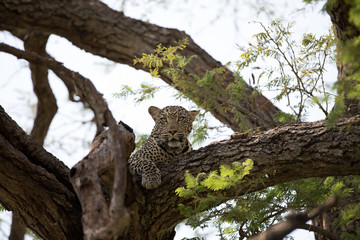 Fototapeta na wymiar A leopard (Panthera pardus) resting in the late afternoon - South Africa 