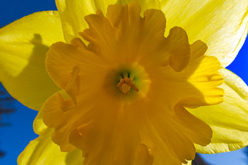 flower head of daffodil on blue sky in sunny weather