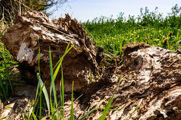 verrotteter Baum am Feldrand