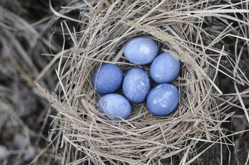 Naklejka na ściany i meble easter eggs in a nest. happy easter. natural dyed eggs. blue eggs in straw. 