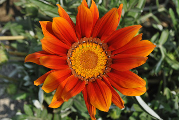 Margarita naranja