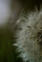 Dandelion seed comes off the flower head in a country meadow 
