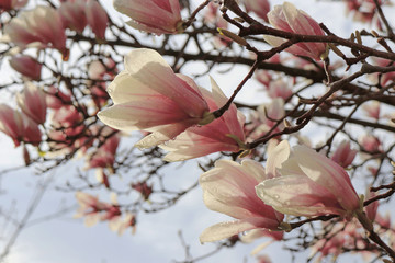 cherry blossom in spring with water droplets stemming off of the lips of the flower long island