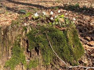 Baumstamm mit Blumen