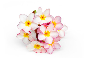 Fototapeta na wymiar Frangipani flowers isolated on a white background.