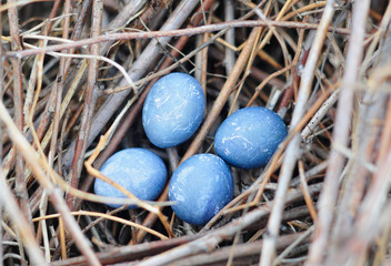 Obraz na płótnie Canvas three blue bird eggs in the nest. wild bird's nest from branches. Happy Easter.