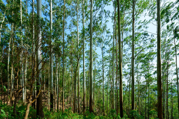 Fototapeta na wymiar Eucalyptus forest or Gum trees forest in Munnar, Kerala, India