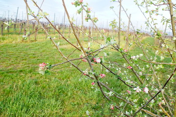 Apfelbaum in Blüte am Weinberg