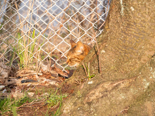 ねこ
