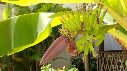 バナナの花