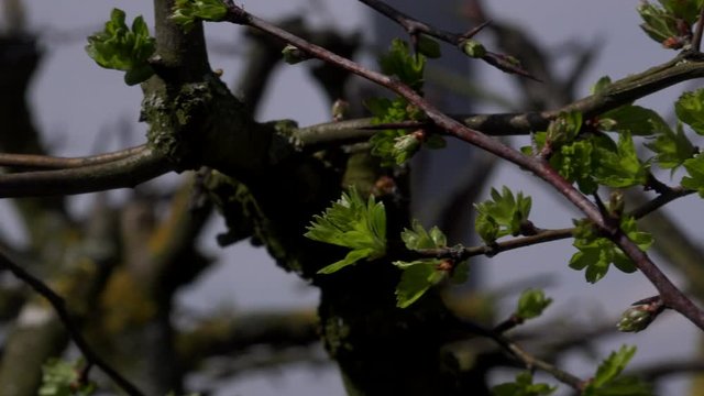 Macro view of hawthorn bush with leaves background UK 4K
