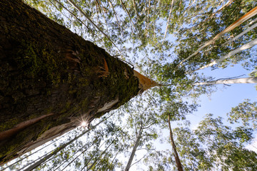 Eucalyptus forest or Gum trees forest in Munnar, Kerala, India