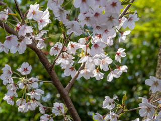 さくら　広島 黄金山の桜