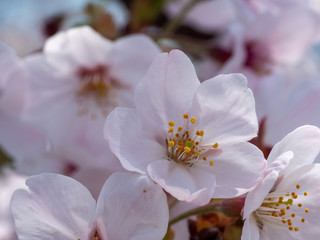 さくら　広島 黄金山の桜