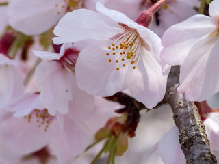 さくら　広島 黄金山の桜