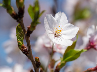 さくら　広島 黄金山の桜