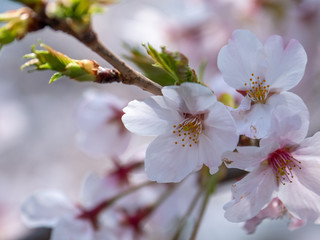 さくら　広島 黄金山の桜