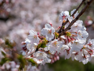 さくら　広島 黄金山の桜