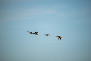 Wildgänse im Flug