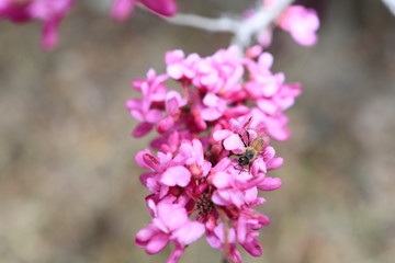 라일락꽃이 보이는 아름다운 봄풍경