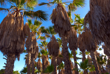 Palmenhein in Teneriffa, Spanien