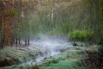 Nebel über graben im Wald