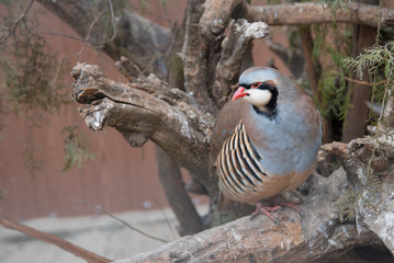Keklik, a bird sitting on the branches, close-up. Square format.
