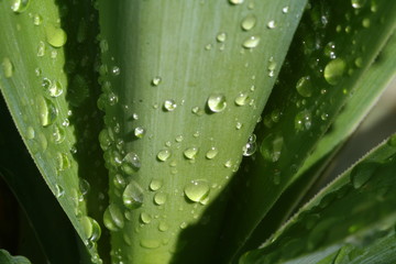 leaves of a yukka plame after a rain shower