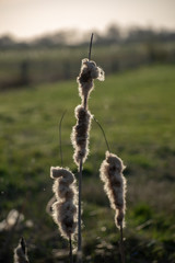 Rohrkolben im Sonnenlicht