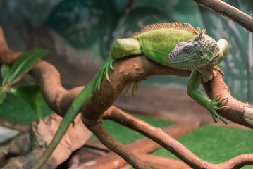 Green iguana, also known as common or American iguana on a branch against a forest background. portrait of an iguana.