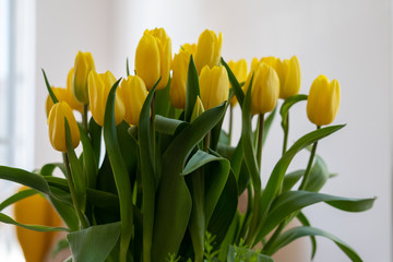 Beautiful yellow tulips